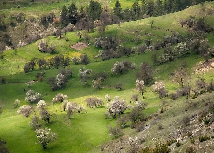 здравец יאגודינה